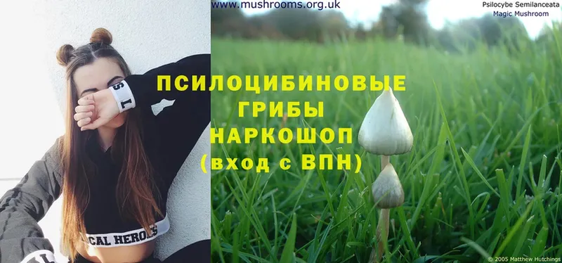 наркошоп  Кашин  Псилоцибиновые грибы Magic Shrooms 